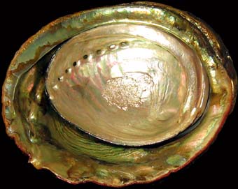 Red & Black Abalone Shell