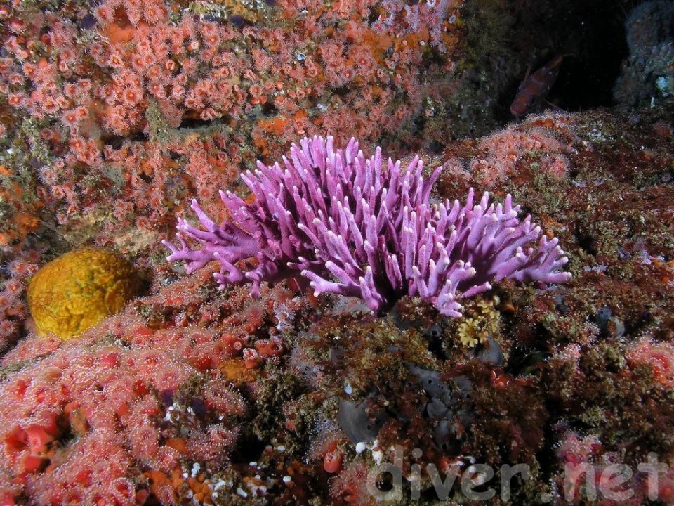 Purple Hydrocoral is common there