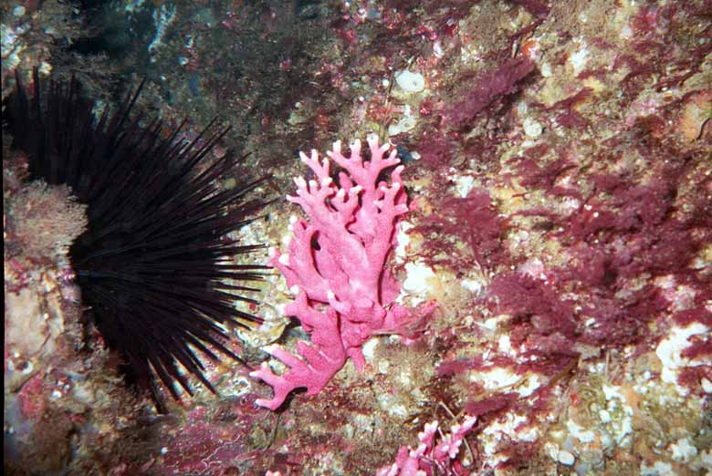 There is lots of pink hydrocoral to see.